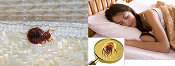 Mattress Cleaning Deer Park, NY