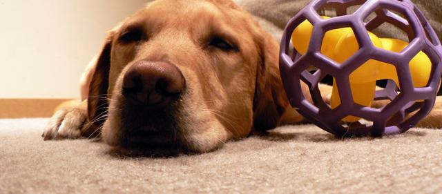 Pet Stain and Odor Removal Deer Park, NY