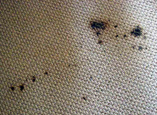 Spot & Stain Removal Deer Park, NY