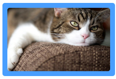 Upholstery Cleaning Deer Park, NY